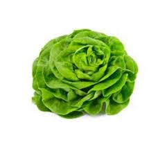 Enciam Trocadero Verd ECO