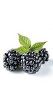 [BOT/03305] Mores ECO