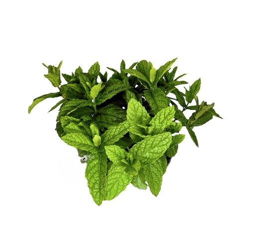 [00430] Menta Mentha Spitaca (Yerbabuena) ECO